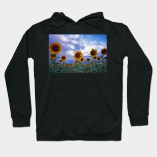 Evening Sunflowers Hoodie